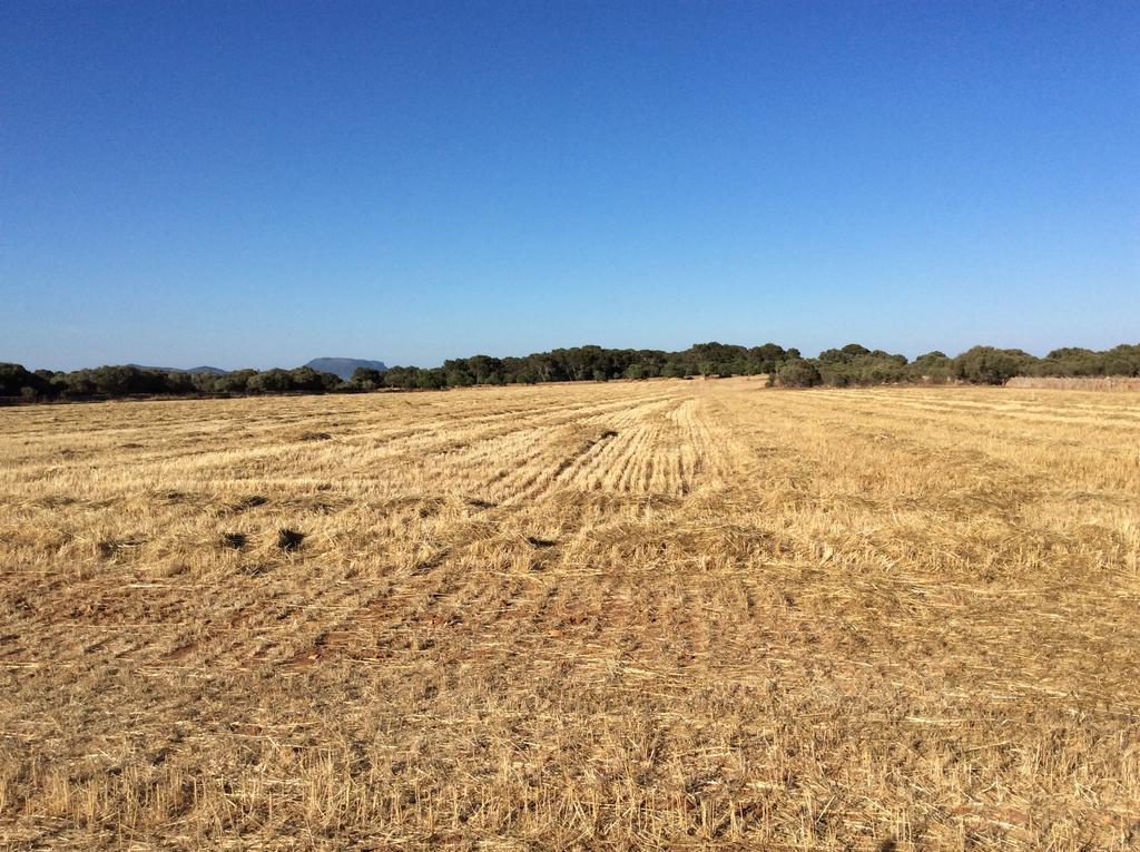 Sa Bassa Crua Agroturismo Sa Torre 외부 사진